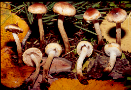 3 MOSCHETTIERI